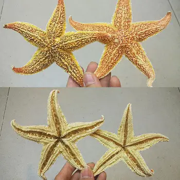 2Pcs Натурална сушена морска звезда Beach Craft Сватбено тържество Декорация на дома за DIY декор
