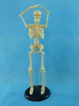 45см Модел на човешки скелет Медицински Човешки образци модел безплатна доставка