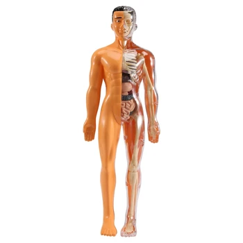 3D Анатомия на човешкото тяло Модел Деца Пластмасови DIY скелет играчка наука Помощни средства за ранно обучение Образователни играчки