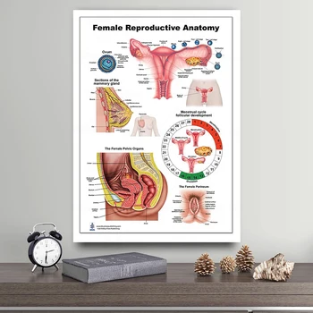 GX1274 Женска анатомия Физикална терапия Образование Плакатни отпечатъци Платно живопис стена изкуство картина за хол Начало декор