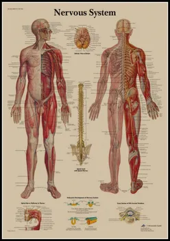 Нервна система Структурата на тялото Плакат Бар Начало декор ретро реколта Крафт хартия стена стикер